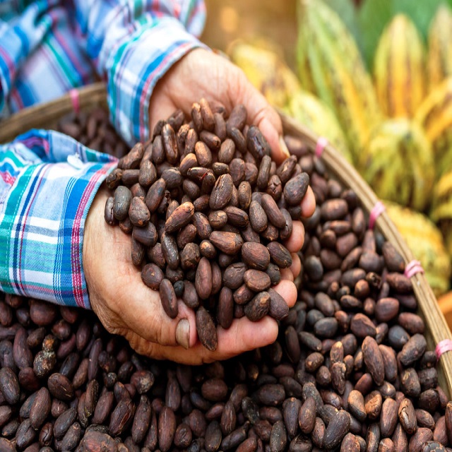 Какао бобы, сушеные какао бобы Criollo, органические жареные какао бобы для продажи