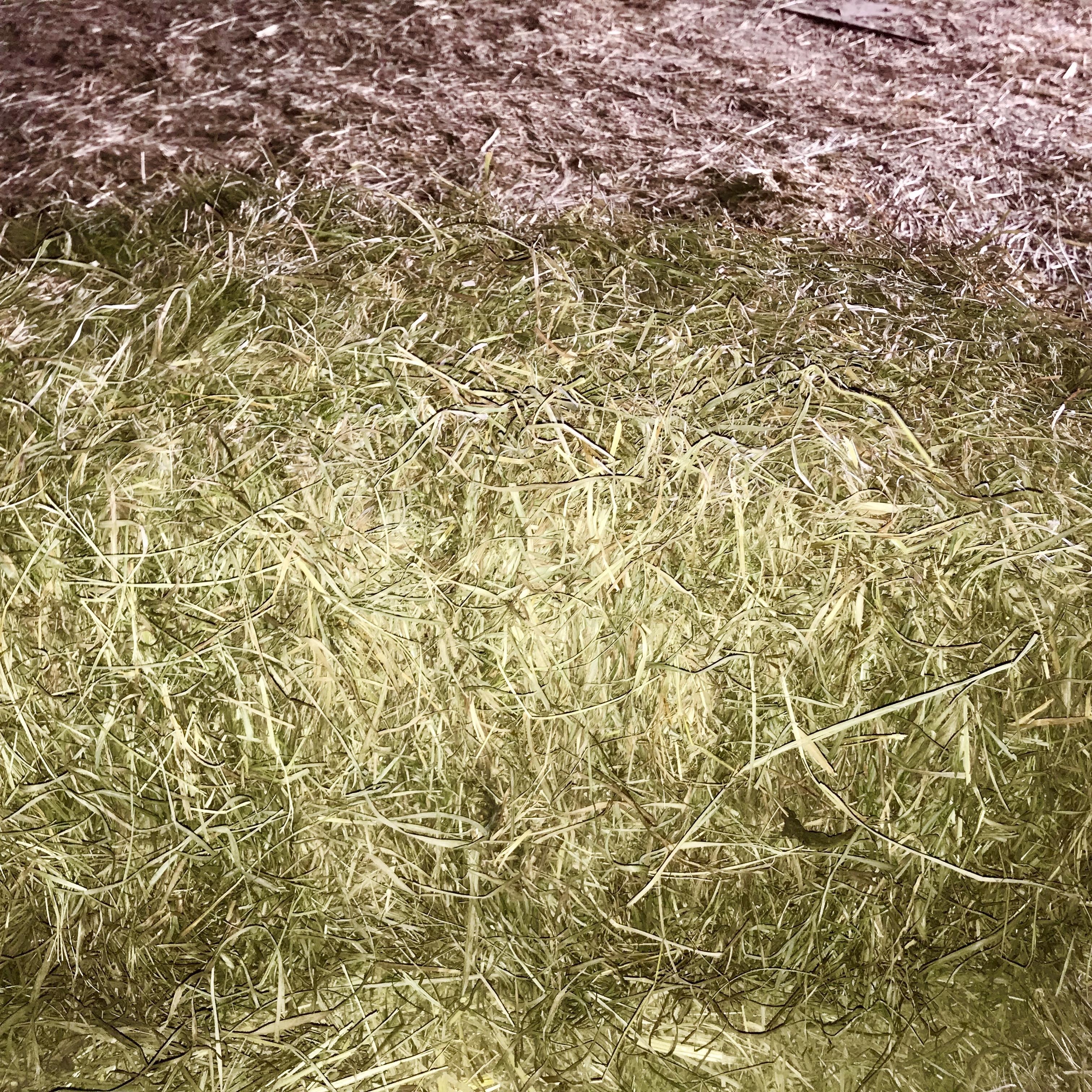 Best Research Alfafa Hay,, Cattle Feed From UK Online for Sale