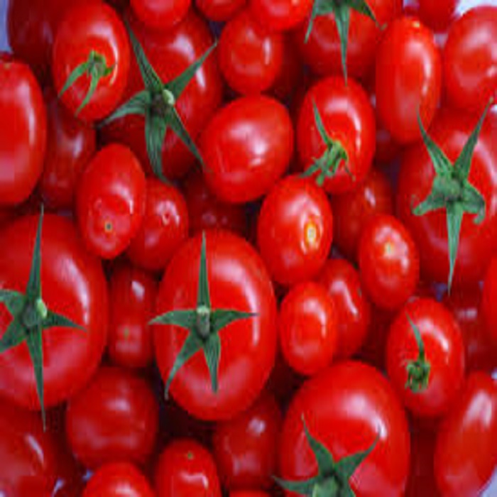 Mexico Grown Fresh Red Tomato Roma Robinson Fresh MOQ 10 pieces Quick Delivery in US best price