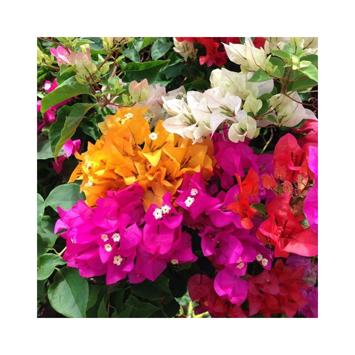 Natural Bougainvillea Plants From Thailand