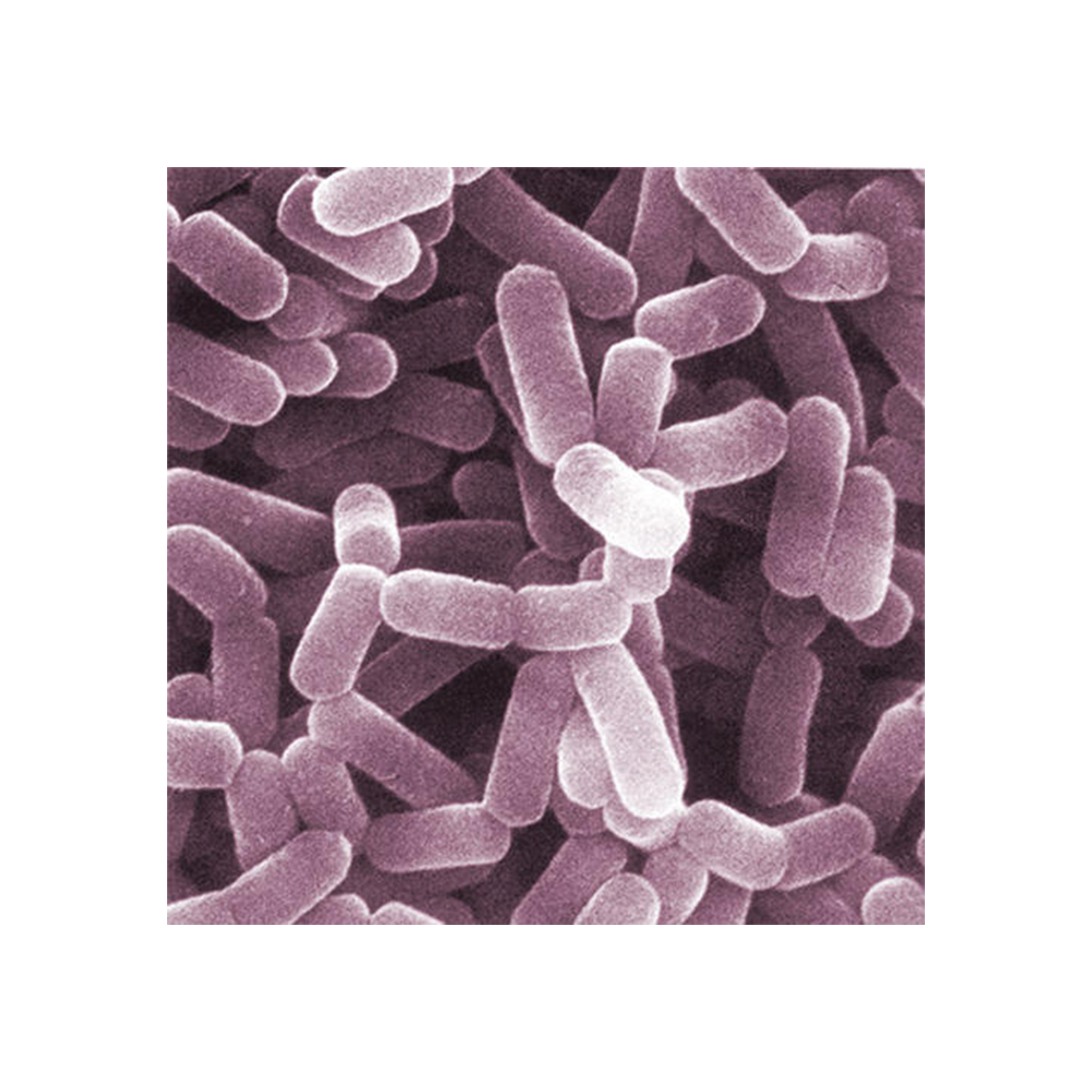 Пробиотики экспортного качества, экспорт качественных пробиотиков Lactobacillus Casei-Zealmax Biopharma