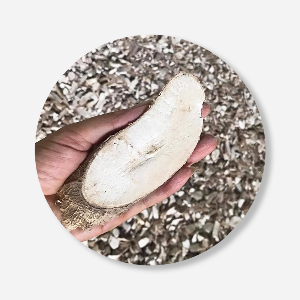 Thailand Dried Cassava Chips For Food Industry or Making Animal Feed and Ethanol