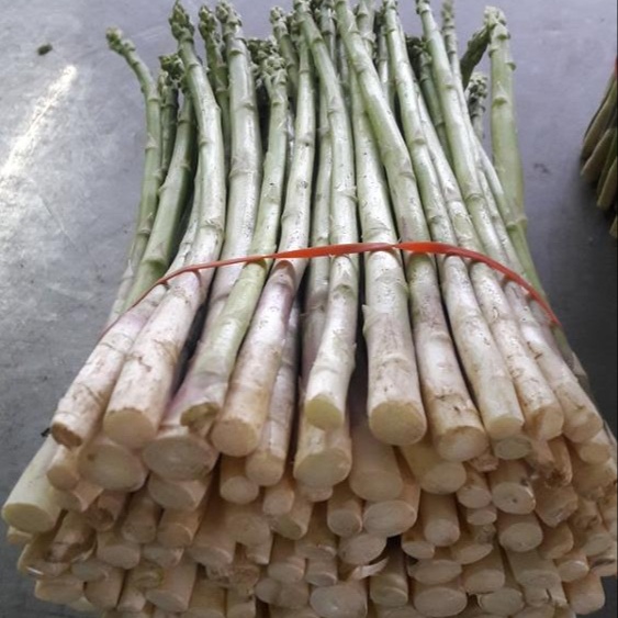 Asparagus fresh size AA jumbo