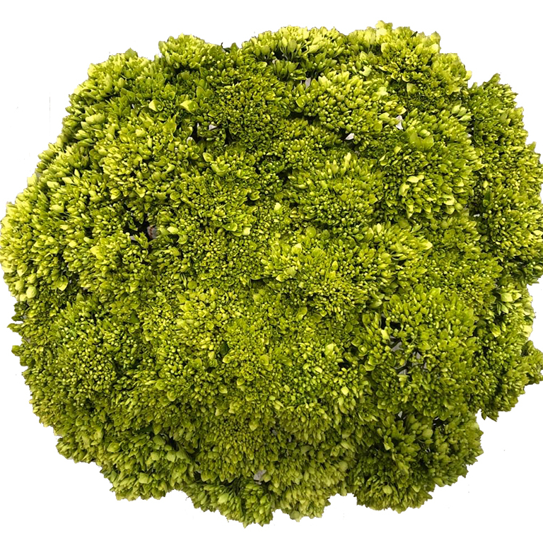 Hydrangea Mini Green Bogotana For US only