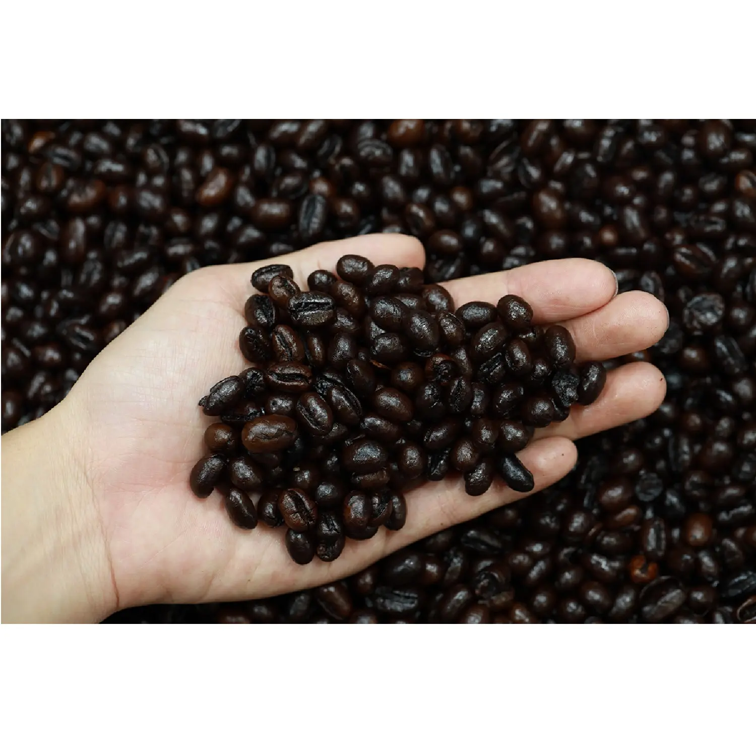 Shipping Worldwide Bulk Packaging Brown Culi Roasted Coffee Beans Additional Butter Lodized Salt Ingredient