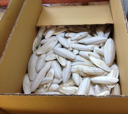 Cuttlefish Bone