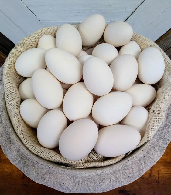 Куриное яйцо/свежие куриные яйца, поставщик из Украины