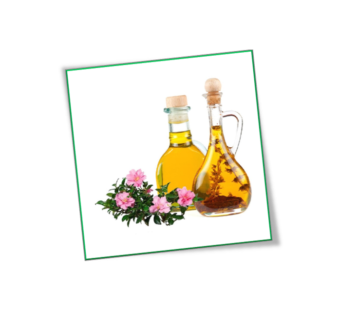 Camellia Seed Oil Manufacturer