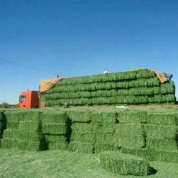 Корм для животных, Альфальфа, сено