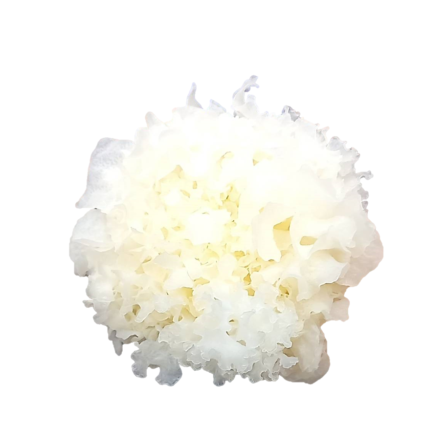 Dried white snow Ear fungus tremella fuciformis