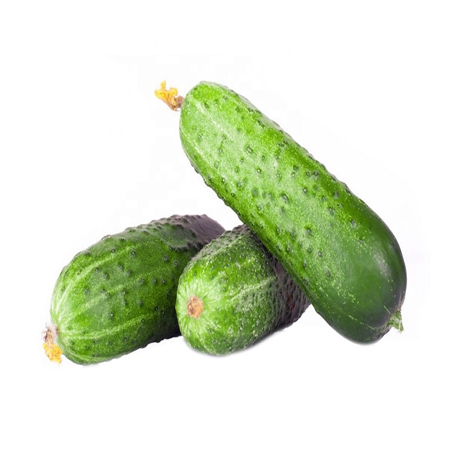 Export Quality Fresh Cucumber from Australia