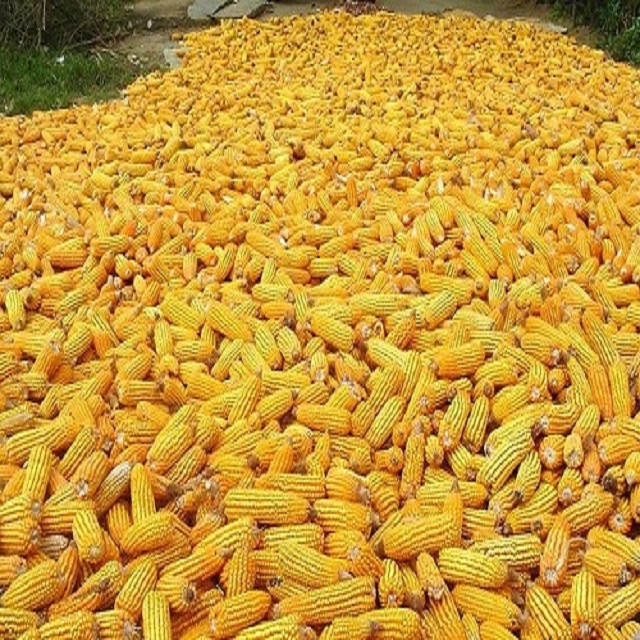 2021 Auction sale Yellow Corn/Maize for Animal Feed available