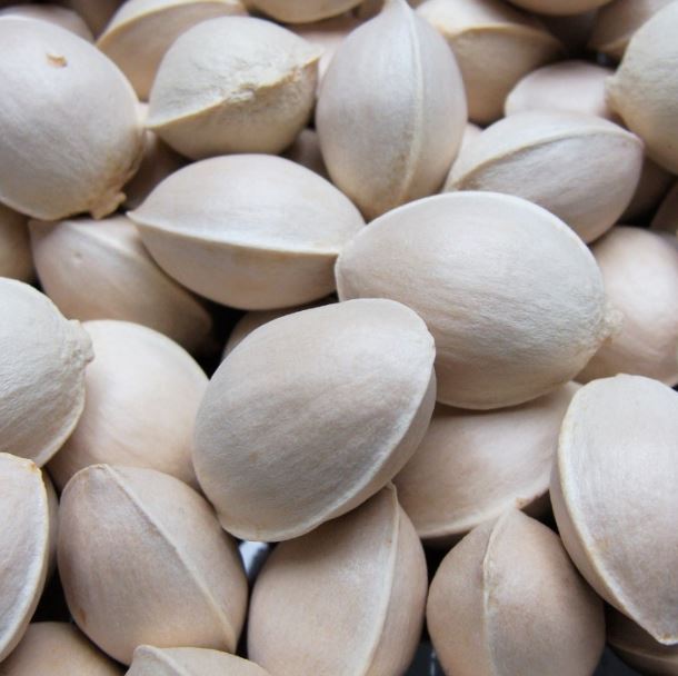 Best Grade Quality Ginkgo Nuts