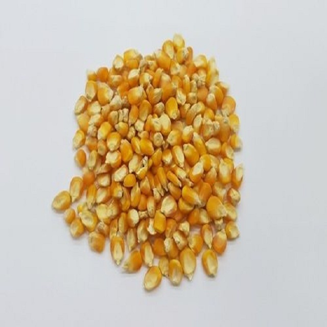 Dried Style A Grade Yellow Maize/ Corn For Poultry Feed