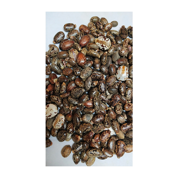 High Quality Well Dried and Cleaned Material Castor Seeds