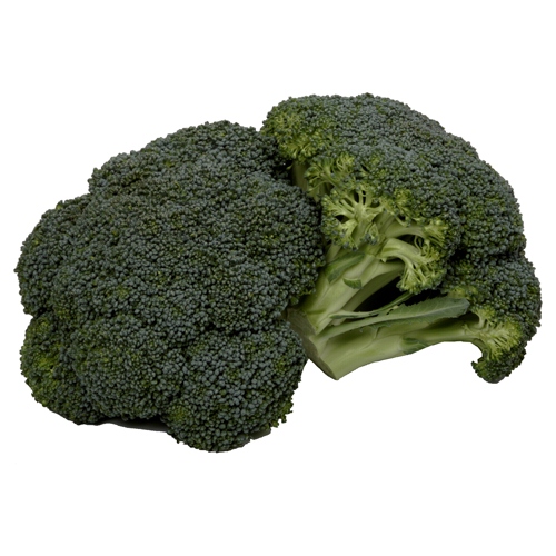 Healthy Dark Green Broccoli From Germany