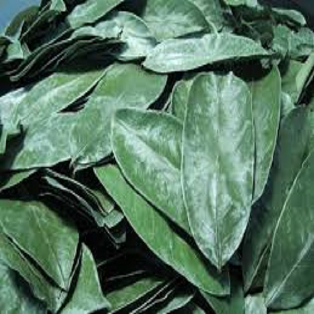 HOT SALE***Dried Graviola Leaves with the premium quality