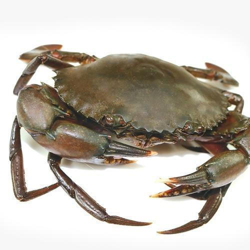Live Mud Crab For Sale