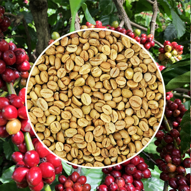 Fine Natural Robusta Green Coffee Beans Specialty Robusta Simexco Daklak
