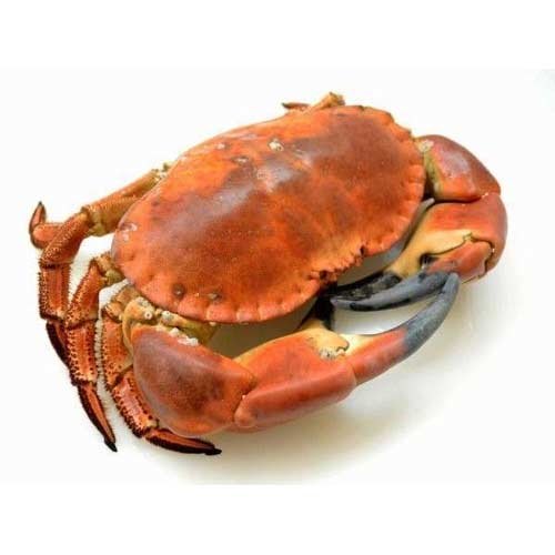 Live Crabs