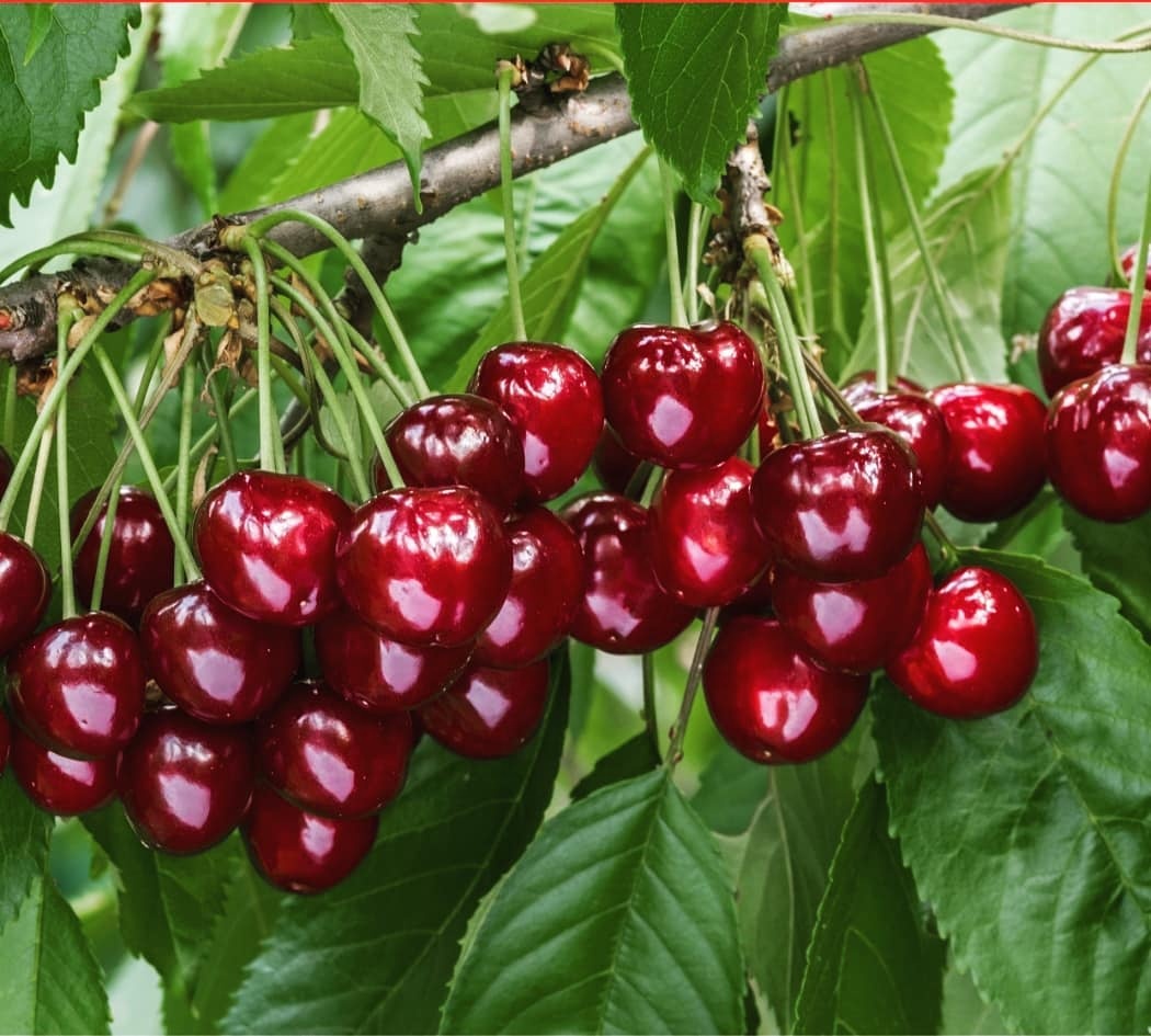 Свежие вишни без семян для продажи