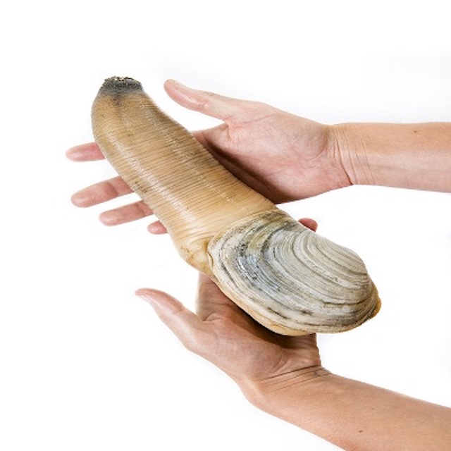 Wholesale price Live geoduck clam for sale