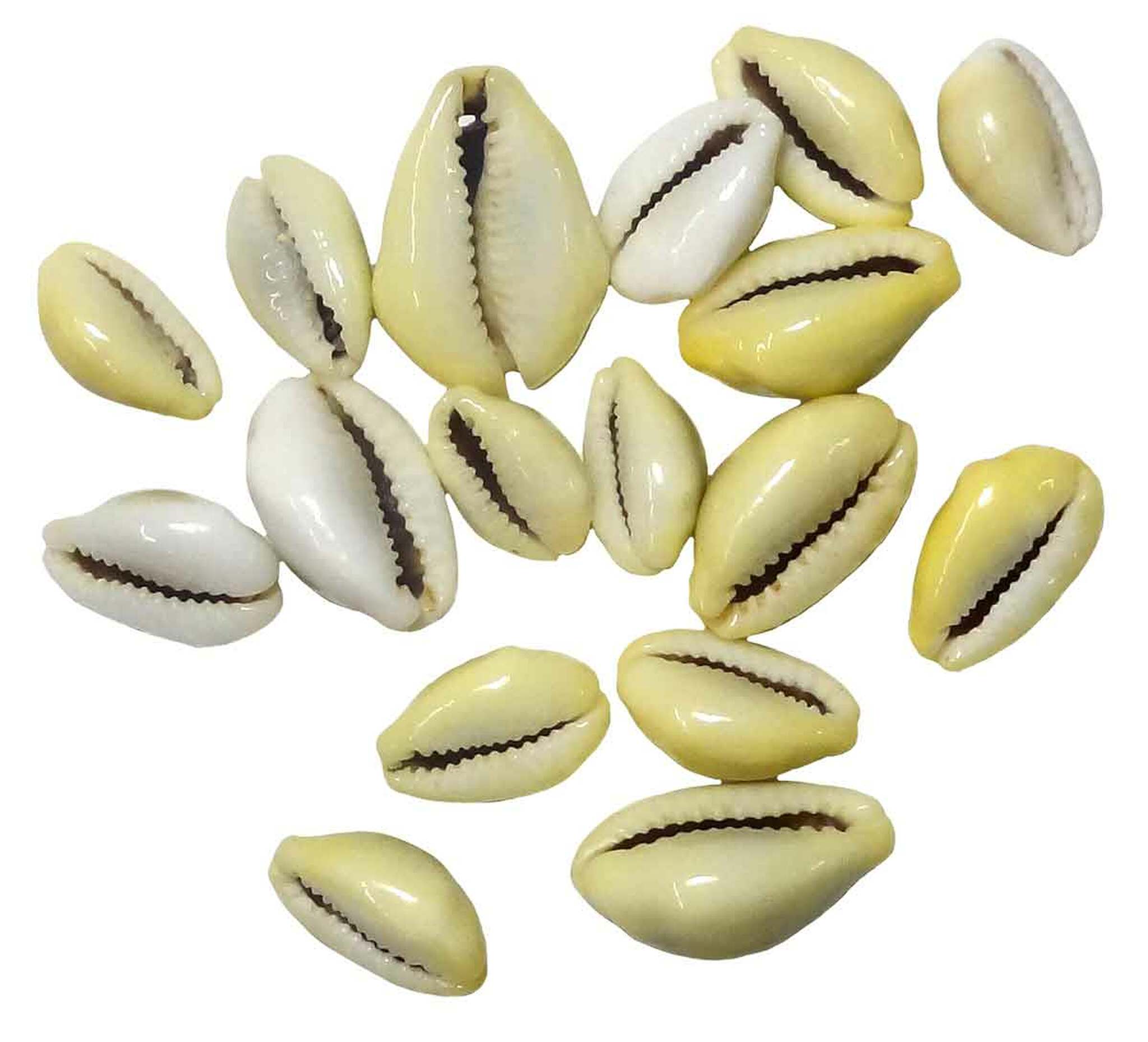 Cowrie Shells Cowry Cowrie Conch Seashells 1 Or 2 Holes Beach Natural Shells Craft