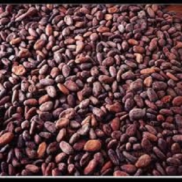 Cocoa Beans Ariba Cacao beans Dried Raw Cacao Fermented Cocoa Beans