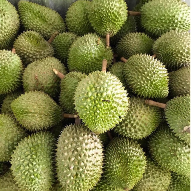 Best Fresh Durians Selling The 100% Organic Durian Shipping From Vietnam