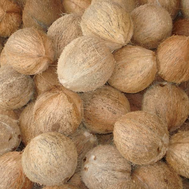 COCONUT FULL HUSKED