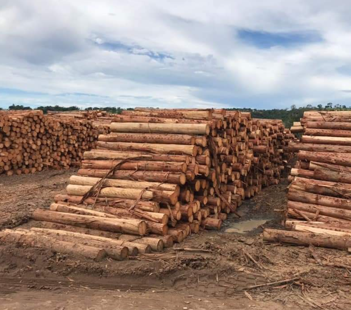 Eucalyptus wood logs, Pine Wood Logs And Timber wood Logs For sale