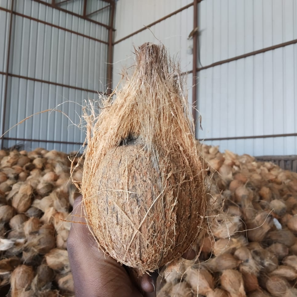 FRESH YOUNG SEMI HUSKED COCONUT