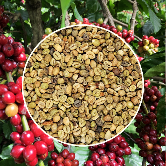 ROBUSTA GRADE 2 SCR 13 STANDARD Green Coffee Beans