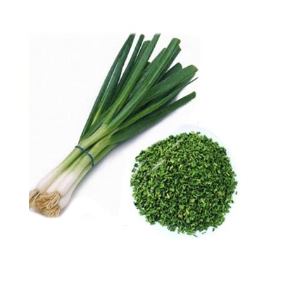 fresh scallions mildly spicy and delicious spring onions
