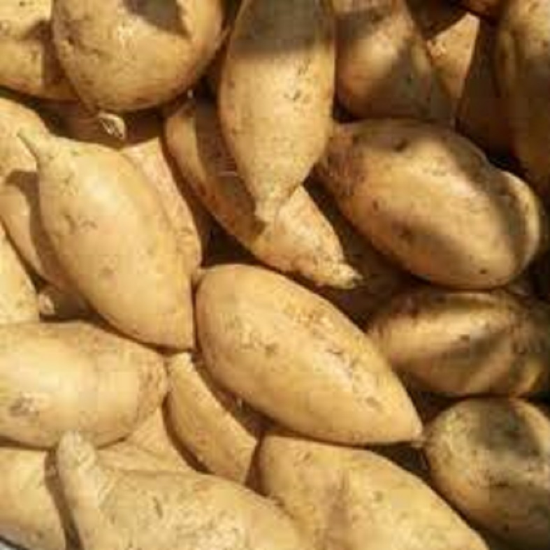 FRESH QUALITY SWEET POTATO