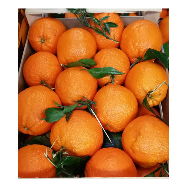 FRESH CITRUS FRUITS - Valencia/Navel Orange, Lime/Lemon, Mandarin Oranges, Tangerines
