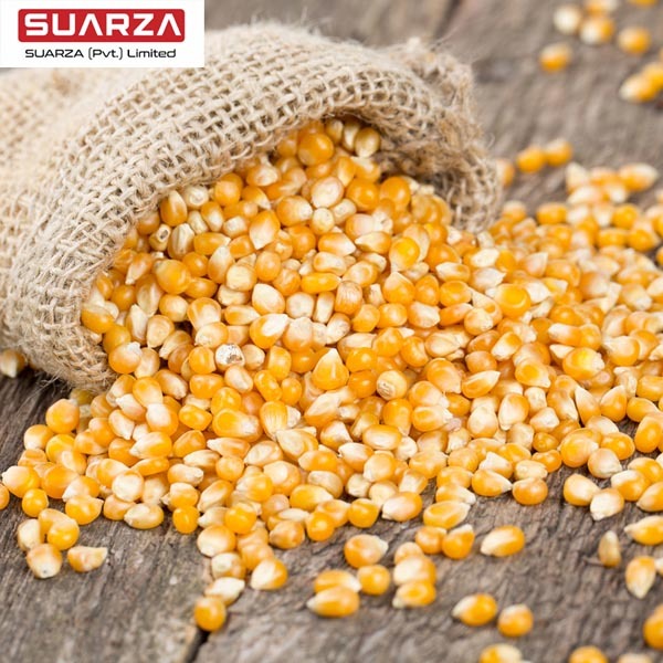 New crop yellow corn/maize popcorn for sale