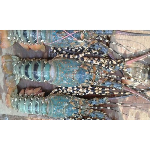 Best world wide Export Quality Live Lobsters