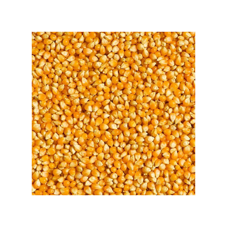 Global Exporter of Supreme Quality Sweet Frozen Style Yellow Maize Corn at Good Price