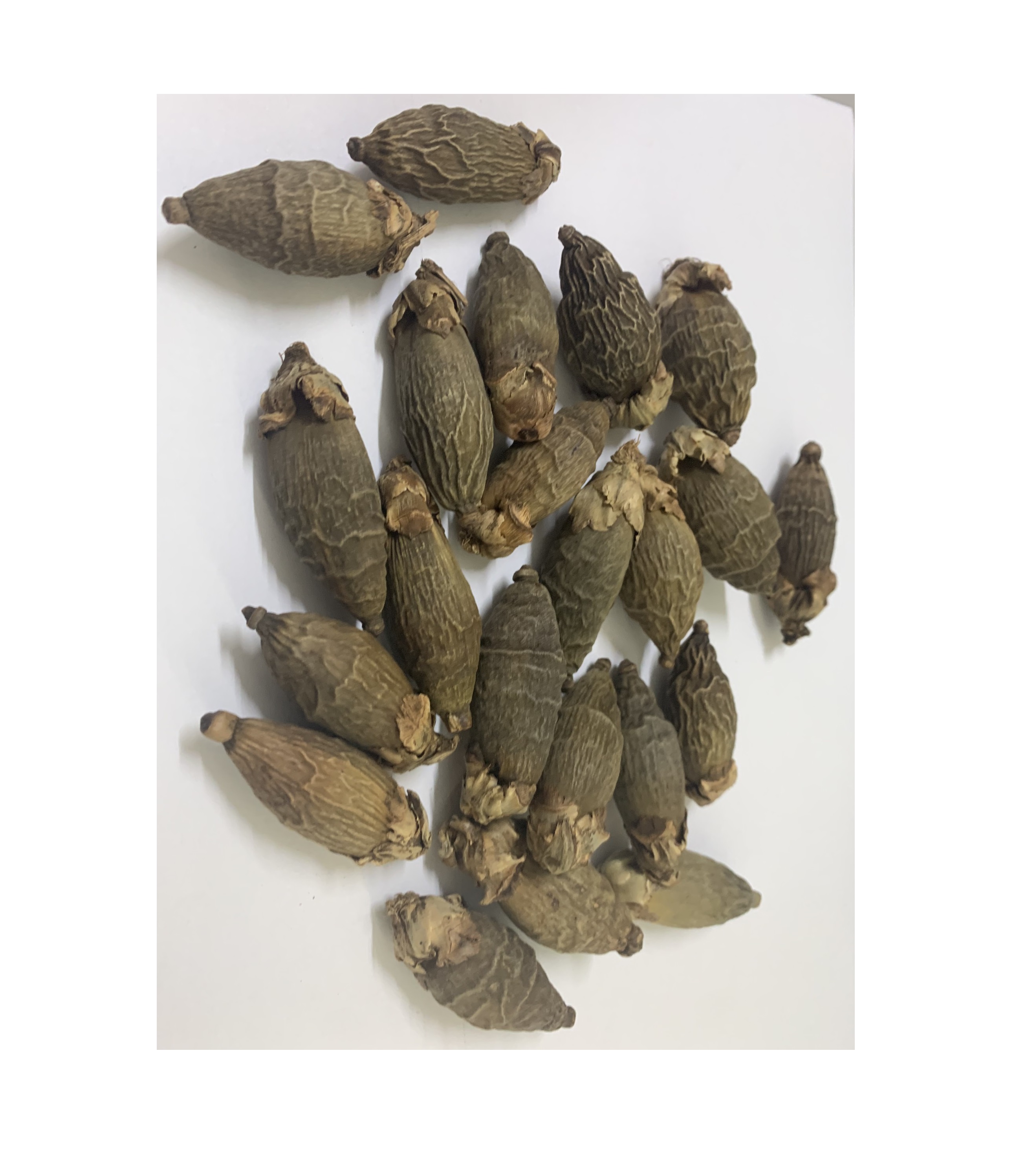 Areca Betel Nut сушеные молодости BETEL Nut Ms Sophie WhatsApp 0084 901 022 641