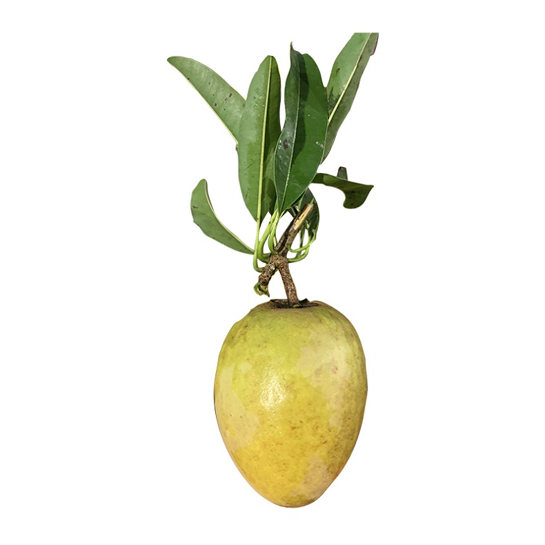 Лучший продукт, оптовая продажа, свежие фрукты Sapodilla/Sapota, Высококачественная саподилла из Вьетнама, готовая к отправке Органическая саподилла