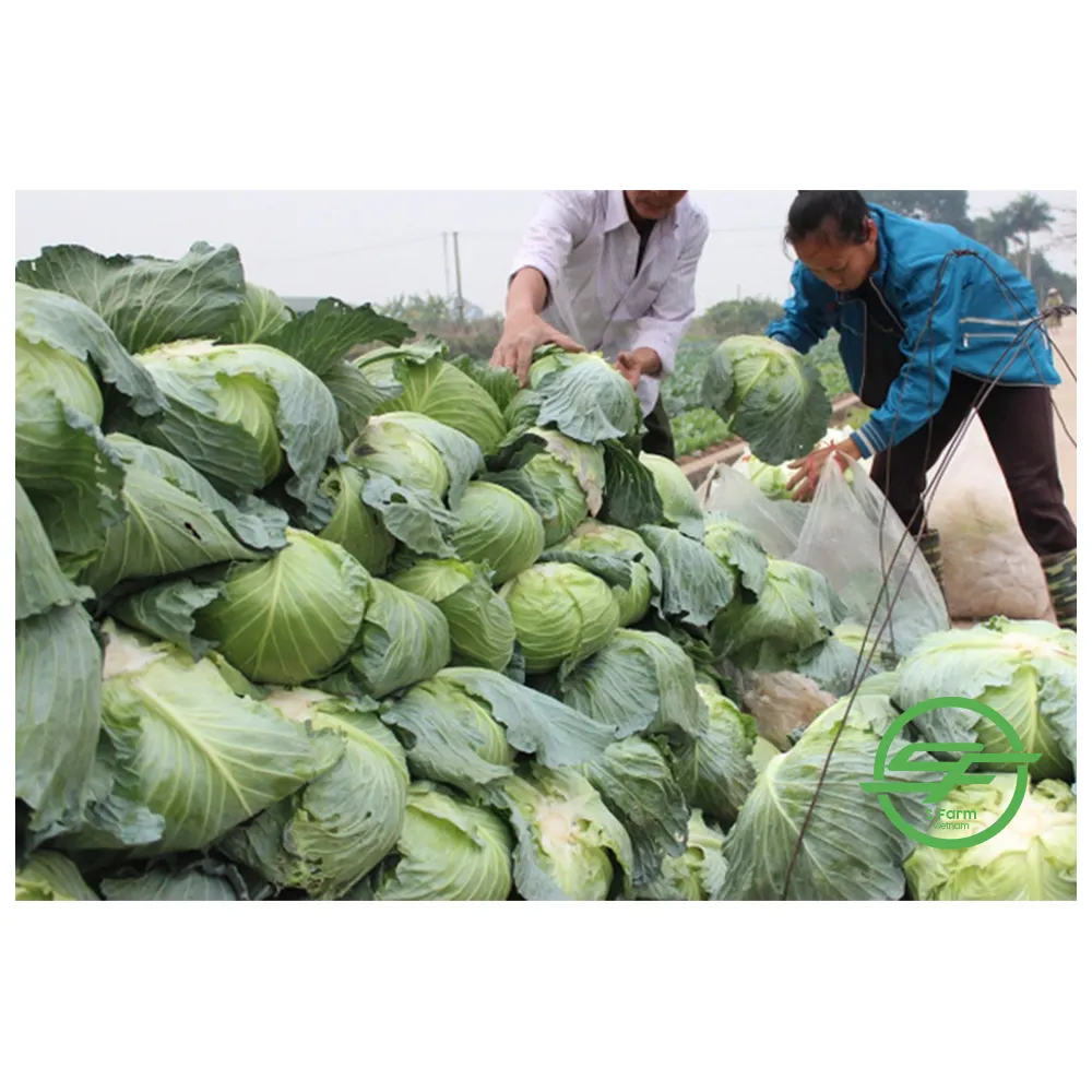 Vietnam Organic Fresh Vegetables Cabbage Green Round Bulk