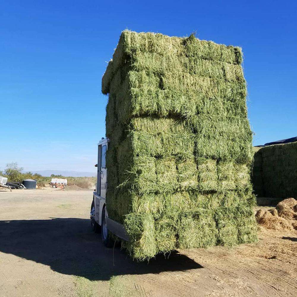 Super Top Quality Alfafa Hay for Animal Feeding