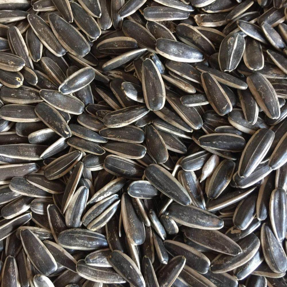 Natural Sunflower Seed Europe Standard