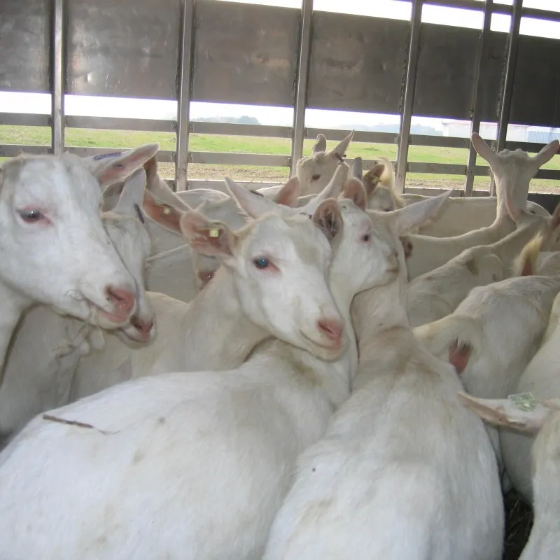 Saanen goats