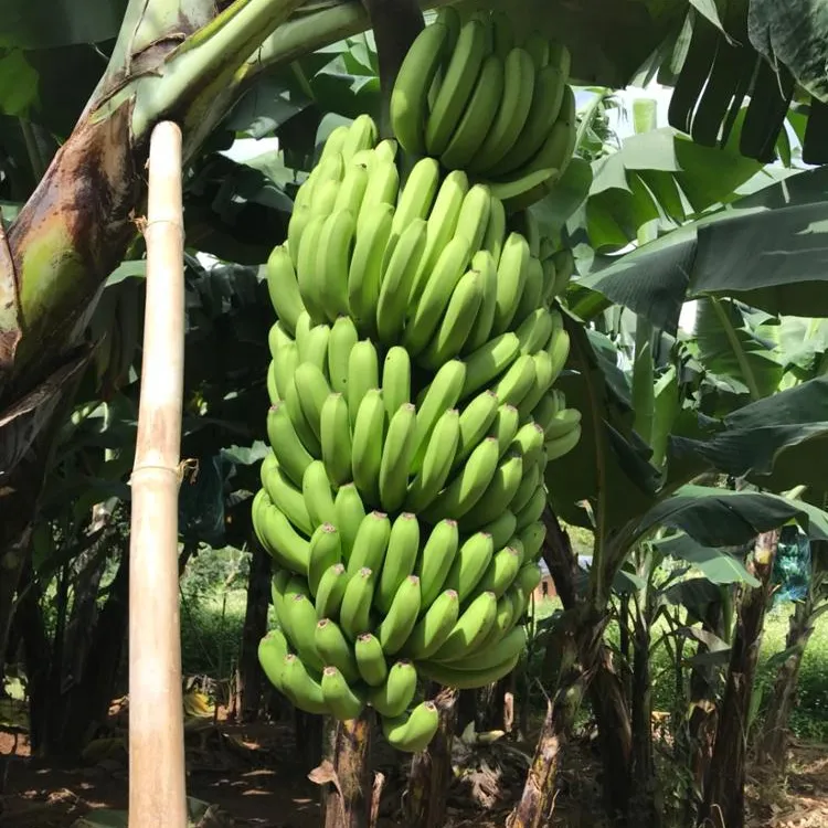 Vietnam Fresh Banana/ Cavendish Banana/ Laba Banana