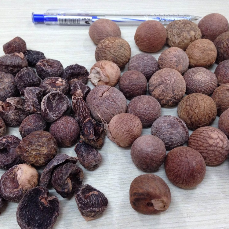 BOILED BETEL NUT Wrinkle seeds AND without wrinkle seed FROM VIETNAM