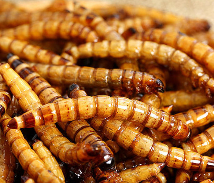 high protein nourishing dried super worms for animal food feed pet food
