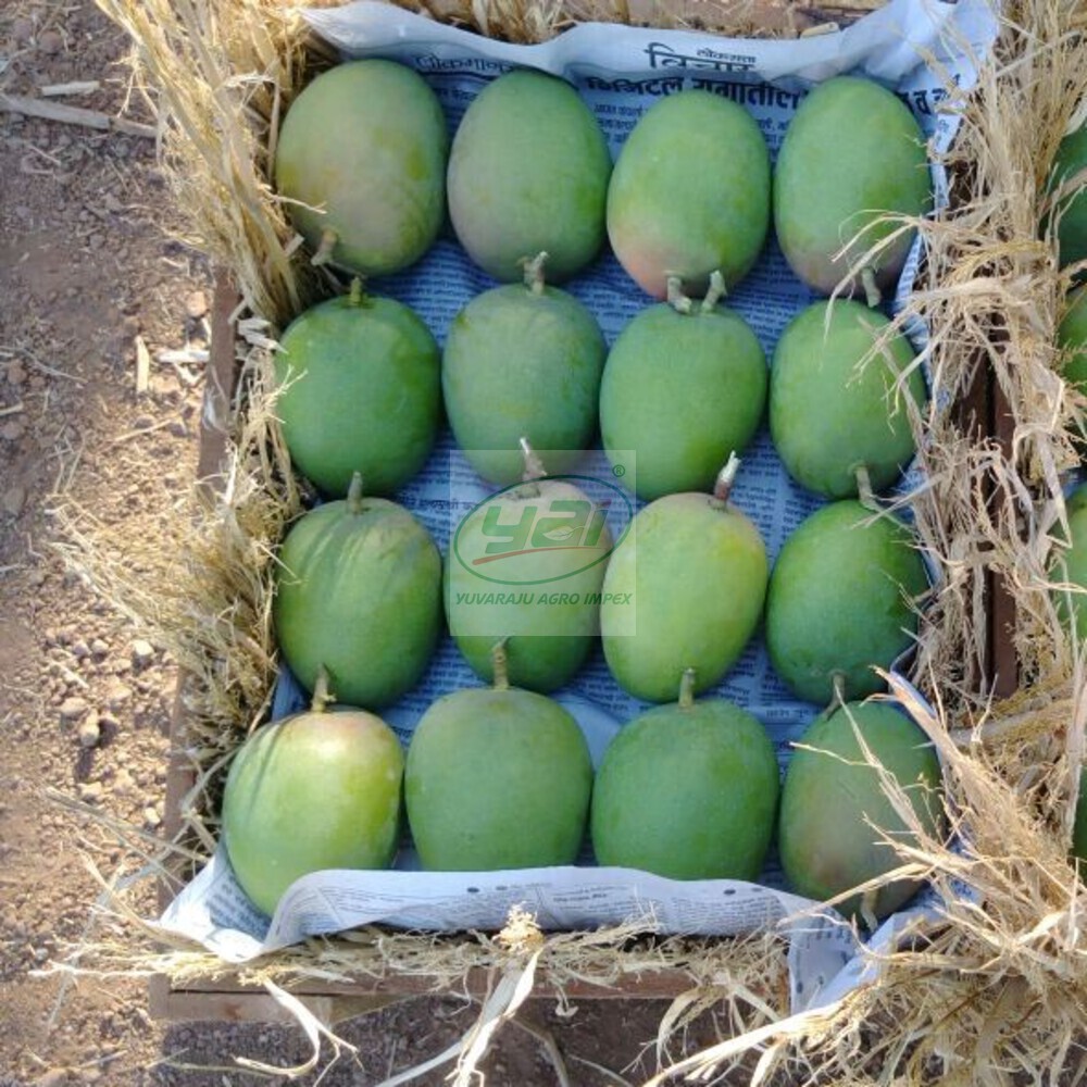 Дешевые свежие индийские манго Alphonso