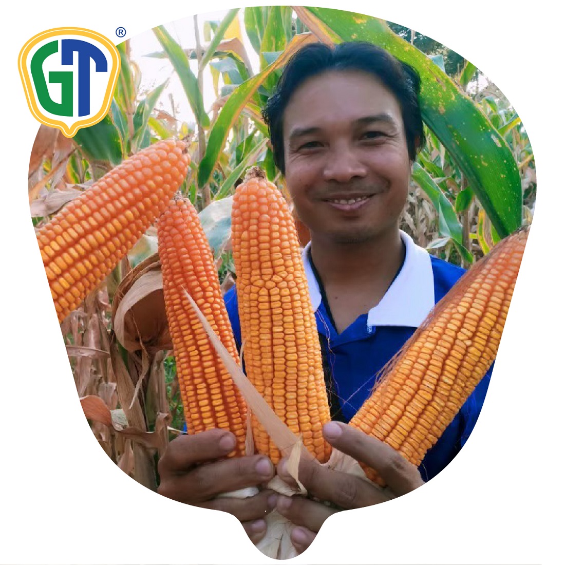 Medium Size Sweet Orange - Yellow Hybrid Corn Seeds 709 From Thailand Agricultural